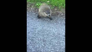 Distempered groundhog [upl. by Brag]