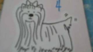 How to Draw a Yorkshire Terrier [upl. by Goldshlag]