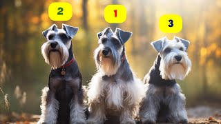 SCHNAUZER TYPES  5 TYPES OF SCHNAUZERS [upl. by Schwerin886]