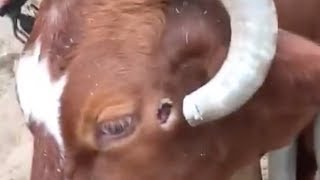 Bulls horns curl into its head [upl. by Sophie520]