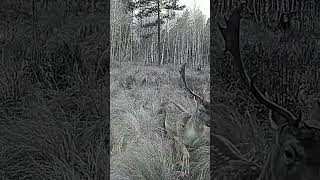 Fallow deer running across the meadow [upl. by Omlesna]