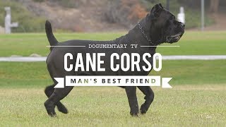 CANE CORSO MANS BEST FRIEND [upl. by Hnaht600]