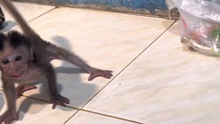 Starlas baby monkey ran after me [upl. by Loftis]