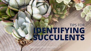 Identifying Succulents in California [upl. by Leontyne]