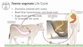 Helminths T saginata [upl. by Aneris]