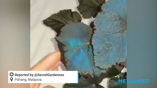 Begonia pavonina an amazing plant with iridescent blue leaves [upl. by Annabal755]