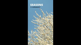 Lets learn about the different seasons in Germany shorts [upl. by Bywaters848]