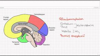 Einführung in die Neuroanatomie Teil 1  Aufbau des Gehirns [upl. by Ikuy]