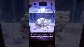 14g Nano Reef aquarium reeftank marineaquarium [upl. by Keverian304]