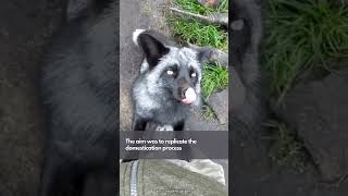 The Siberian Fox Domestication Experiment  The Silver Fox Experiment [upl. by Enahsed]