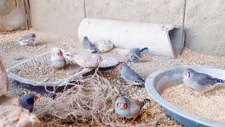 Finches building nest [upl. by Nathan]