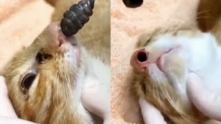 Satisfying Huge BotFly Maggot Removal from Inside A Cats Nose [upl. by Ailad]