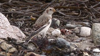 Snow Bunting Eastern Green beach Penzance Cornwall [upl. by Kaliski420]