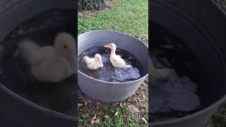 Sweet Ducks animals animalshorts [upl. by Vey]