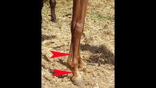 Palmar nerve block in horse 🐴 Palmar Nervenblockade beim Pferd 🐴Blocco del nervo palmare nel cavallo [upl. by Tennes78]