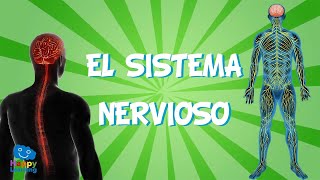 El Sistema Nervioso  Videos Educativos para Niños [upl. by Navek690]