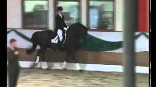 Hohenstein Trakehner stallion by Caprimond x Matador [upl. by Anolla]