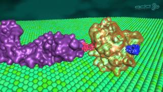 Mechanism of Tankyrase inhibition [upl. by Leander529]