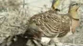 قطا النغاق Pintailed Sandgrouse [upl. by Grimaud]