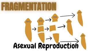 FragmentationBiology [upl. by Neeham]