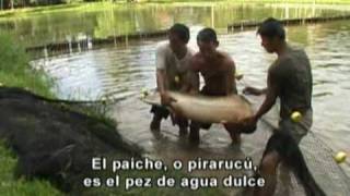 Tambopata Natural Reserve Video by Antonio Brack  Luxury Hotels in Perus Amazon Rainforest  PartI [upl. by Korie942]