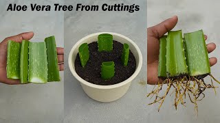 Growing aloe vera tree from leaf cuttings  aloe vera leaf planting [upl. by Jimmie]