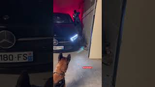 On va attendre la police ensemble 🐕😨 malinois chien redog police [upl. by Alain]