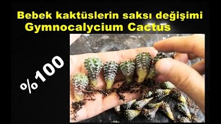 Bebek kaktüslerin saksı değişimi 1 Aralık 2024  Gymnocalycium Cactus [upl. by Nennerb]