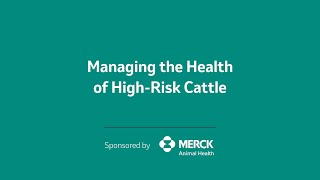 Mitigating Causes of Cattle Mortality in Highrisk Cattle [upl. by Gennaro391]