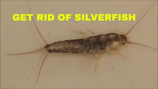 HOW TO TRAP SILVERFISH [upl. by Allveta]