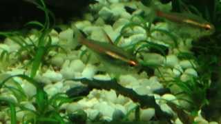 GlowLight Tetra Hemigrammus erythrozonus Overview [upl. by Catriona960]