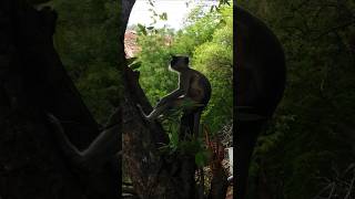 Langoor Bandar Monkey Eating [upl. by Shermie234]