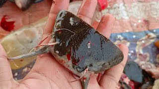 Machhali Ko kaatne Ka Tarika most dangerous fish catfish😱😱😱 [upl. by Zosema]