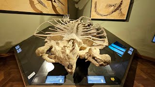 The Largest and Most Complete Turtle in the World  Archelon ischyros [upl. by Adnopoz471]