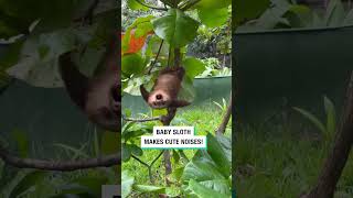 Baby Sloth Makes Cute Noises 🥺❤️ [upl. by Arquit]