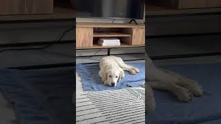 Most violent creature … puppy dog puppydog davidattenborough voiceover funny goldenretriever [upl. by Thanh]