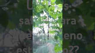 Fruto para limpiar la sangre en té [upl. by Ulane]