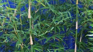 Clumping bamboo its uses growing tips care amp pruning [upl. by Annaiek943]