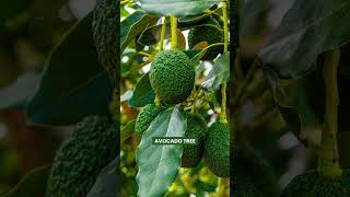 Dwarf Fruit Trees Under 6 Feet youtubeshorts gardening explore [upl. by Reyam]