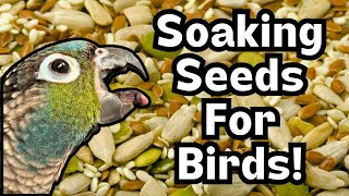 Parrot Food  Soaking Seeds For Birds  TheParrotTeacher [upl. by Cassius]