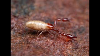 Pseudoscorpion from California oak woodlands [upl. by Donell712]