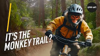 ITS THE MONKEY TRAIL Cannock Chase MTB Much good fun [upl. by Legnaros]