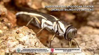 Узкотелая двухполосая златка Agrilus bilineatus Weber [upl. by Lyons]