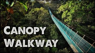 Worlds Largest Rainforest Canopy Walkway  Virtual Tour [upl. by Alam58]