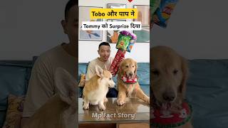 🐕Tommy को मिला Surprise  mini wood toy  woodworking art skill  hand crafts shorts pets [upl. by Renzo]