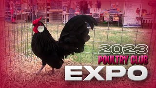 EXPO de GALLOS ORNAMENTALES en LIMA  PERU del POULTRY CLUB 2023  Orla Tenorio 🐓 🐣 [upl. by Carbrey]