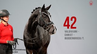 Reitpferdekörung 2024 Katnr42 Valdiviani  Christ  BuddenbrockT [upl. by Odessa]