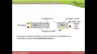 Fosfofruttochinasi 2 [upl. by Kendal]