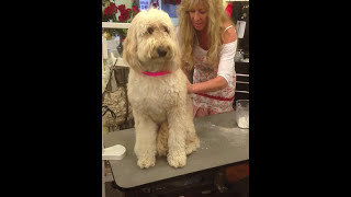 Pet Grooming Westlake Village Its Pawfect Dematting a Goldendoodle [upl. by Cook]