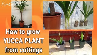 HOW TO GROW A Yucca Plant from cuttings  Water Propagation [upl. by Nirihs939]